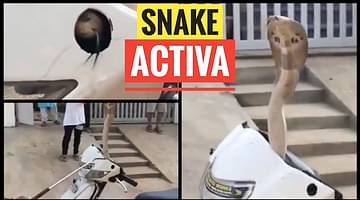 snake in a Honda Activa