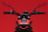 Scrambler 800 image  Scrambler 800 image