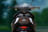 Wolf Plus image  Wolf Plus image