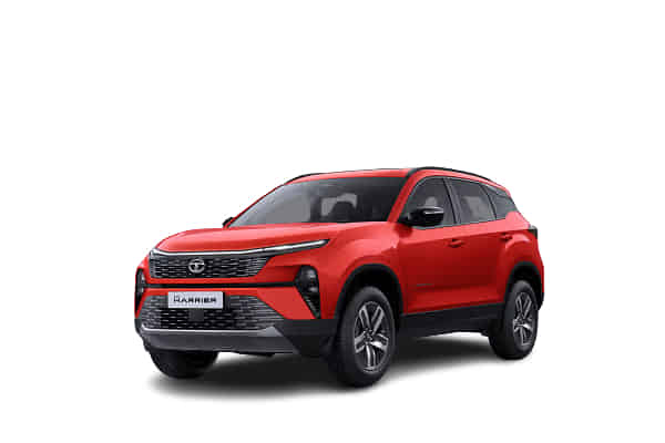 Harrier in Fearless Red