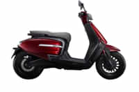 VLF Tennis Dark Red colour 