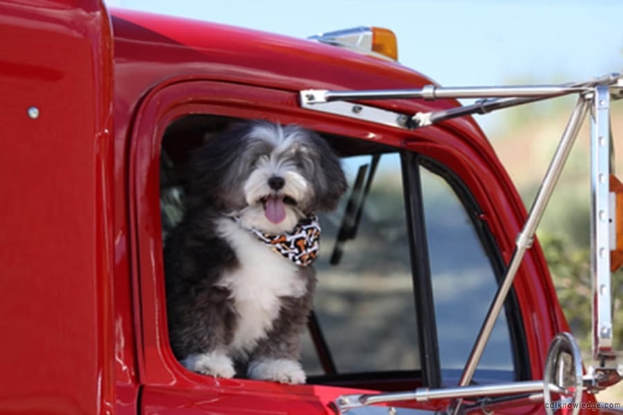 Truck Drivers With Dogs 101 Details Explained