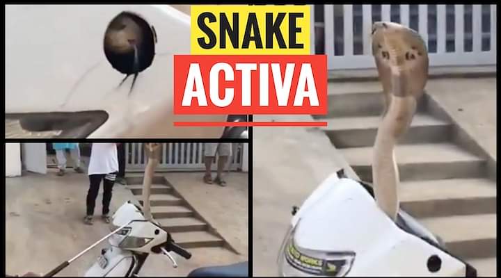 A Snake In A Honda Activa Scooter? Watch Video