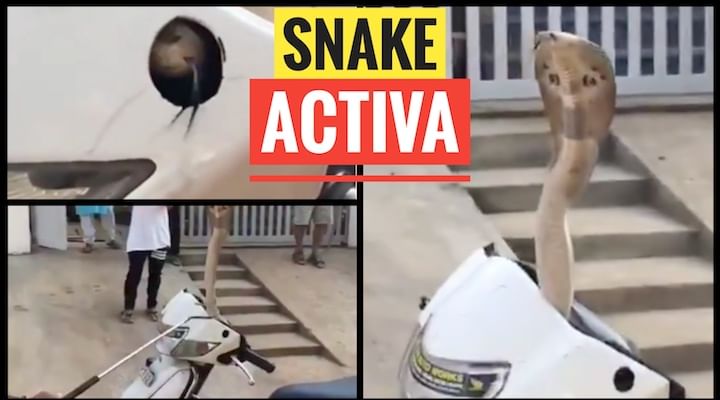 A Snake In A Honda Activa Scooter? Watch Video A Snake In A Honda Activa Scooter? Watch Video