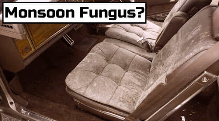 Monsoon Tips For Fungus And Mold Free Interior Monsoon Tips For Fungus And Mold Free Interior