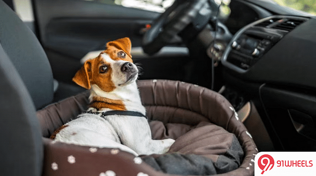 Travelling with dog