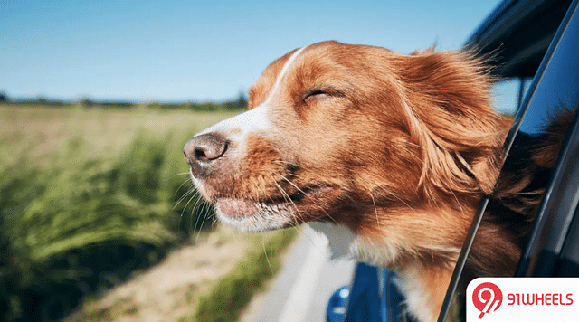Travelling with dog