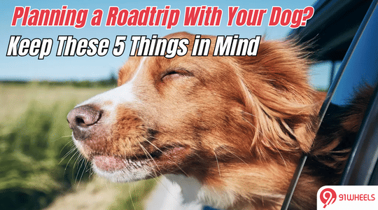 5 Things to Keep in Mind While Travelling With Your Dog in the Car: A Detailed Guide!