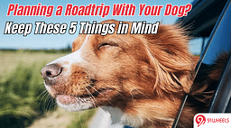 5 Things to Keep in Mind While Travelling With Your Dog in the Car: A Detailed Guide!